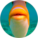 B L profile picture